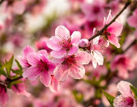 How to Grow and Care for a Dwarf Peach Tree