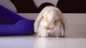 Tired Rabbit GIF - Find & Share on GIPHY