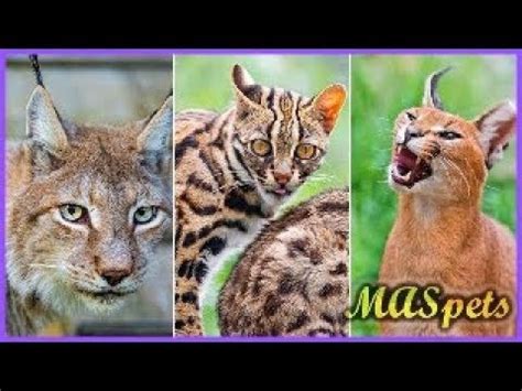 Caracal Hybrid Kittens For Sale