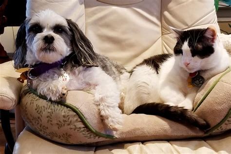 20 Funny Photos of Dogs and Cats Together | Reader’s Digest