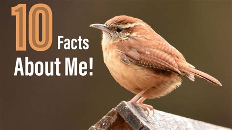 10 Amazing Facts About The Carolina Wren! - YouTube