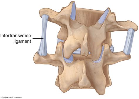 Ligaments of the Lumbar Spine and Pelvis