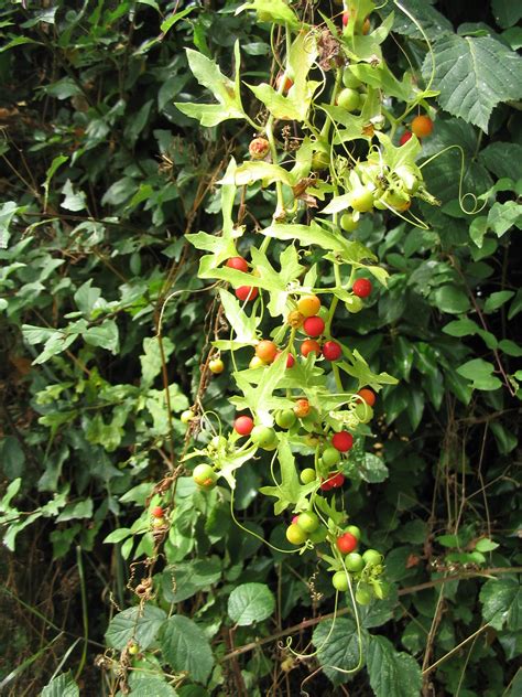 White Bryony, Bryonia dioica | Jeremy Bartlett's LET IT GROW blog