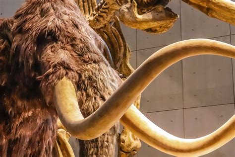 35 Facts About Woolly Mammoth Extinction - Facts.net