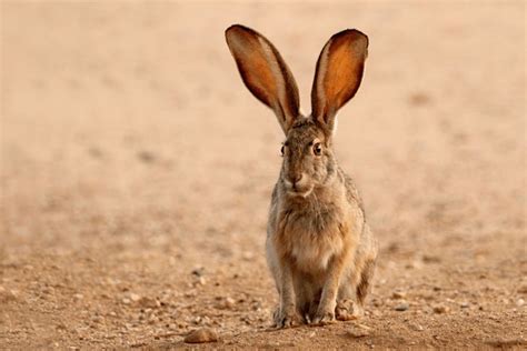 474 Black Tailed Jackrabbit Royalty-Free Images, Stock Photos & Pictures | Shutterstock