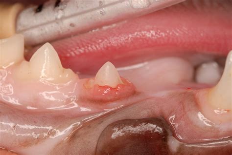 Tooth Resorption in Cats | VCA Animal Hospital
