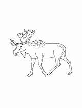 Moose coloring Pages sketch template