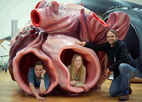 model of blue whale heart | Animals for kids | Blue whale, Whale facts, Blue whale heart