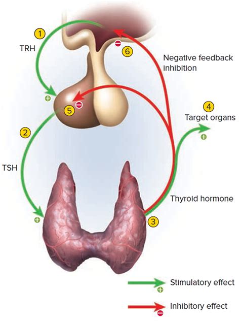 Thyroid Gland Location, Function, Hormones, Problems and Surgery