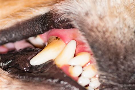 Oral melanoma in dogs: causes, symptoms and treatments