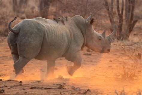 African rhino numbers are increasing despite poaching - Press release ...