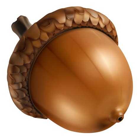 Free Acorn Clip Art, Download Free Acorn Clip Art png images, Free ClipArts on Clipart Library