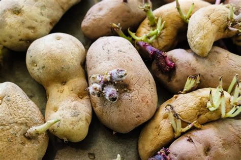 How to Plant & Grow Potatoes (In Containers or the Ground)