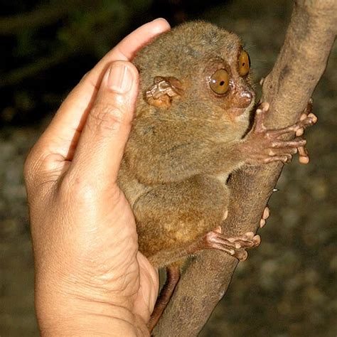 The Philippine Tarsier - can be known as "mamag", "mago", "magau", "maomag", "malmag ...