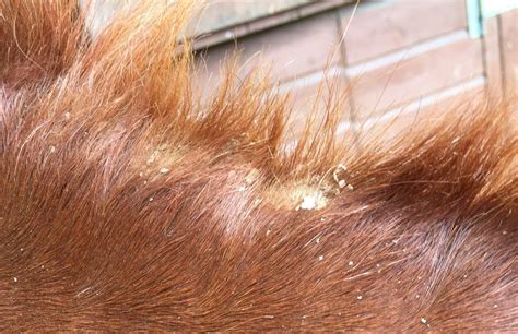 Sweet Itch Treatment – The Guide to Equine Natural Health