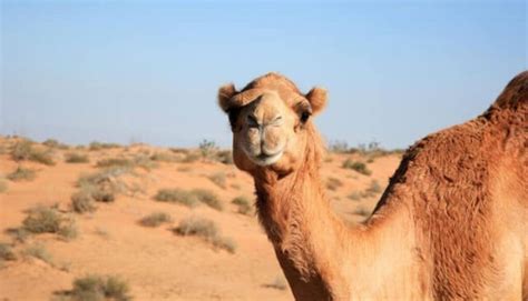 Are Camels Dangerous? Do Camels Attack Humans?