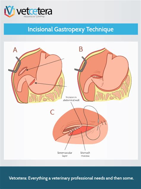 Incisional Gastropexy Technique – Vetcetera