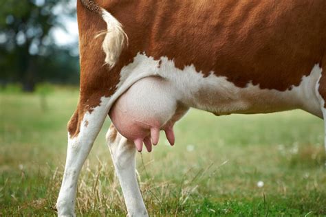 Do Male Cows Have Udders? [Our Answer Is Utterly Surprising!] - Outdoor ...