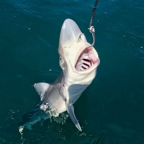 Kayak Fishing Blog | Cornish Kayak Angler