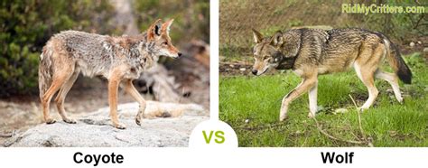 How to Get Rid of Coyotes on Your Property (and Keep Them Away!)