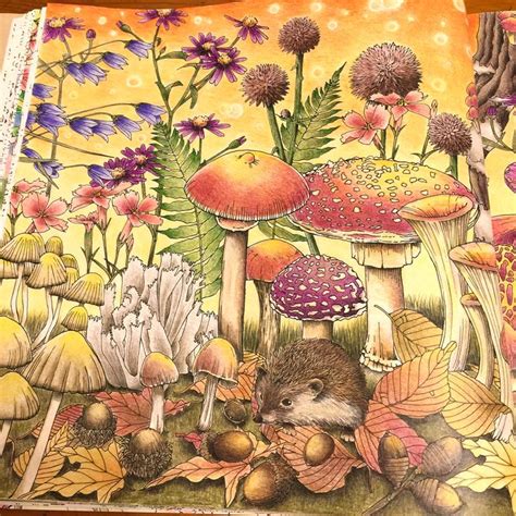 キノコ沢山塗りました #大人の塗り絵 #コロリアージュ #森が奏でるラプソディー | Forest coloring book, Fungi art, Mushroom art