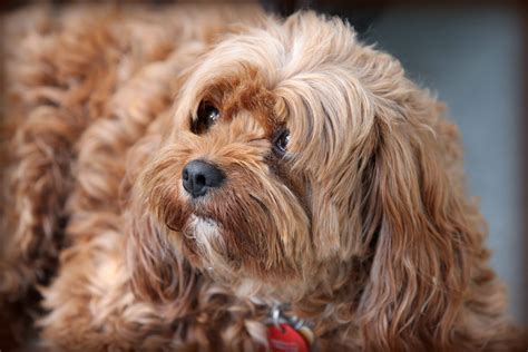 What Colours Do Cavoodles Come In? - Cavoodle Community Australia