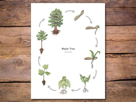 Maple Tree Life Cycle Poster: Printable Classroom Poster, Homeschool ...