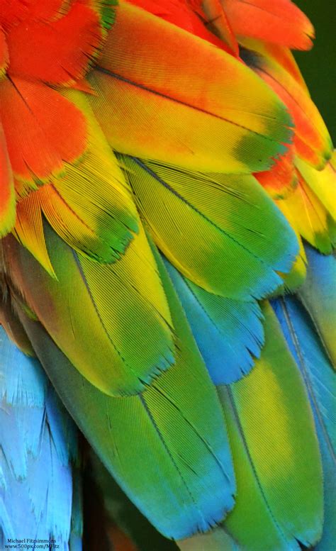 Michael Fitzsimmons | Macaw feathers, Macaw, Beautiful birds