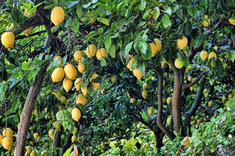 Lemon Trees for Sale - Buying & Growing Guide - Trees.com