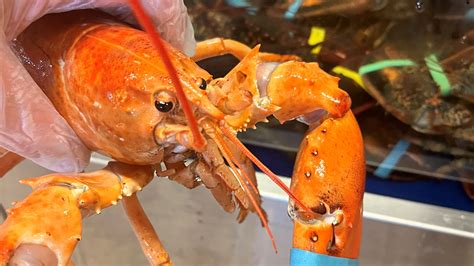 'Wild': Rare orange lobster discovered in New York supermarket