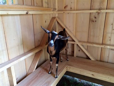 Building a Goat Run-in Shed/Barn| Shelter for Goats