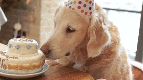 Happy Birthday Dog GIFs - Find & Share on GIPHY