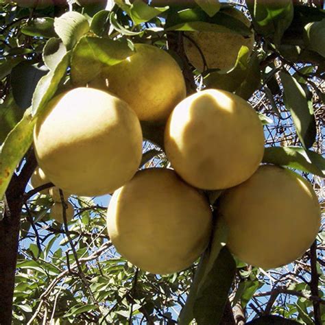 3-4 Year Old Marsh Grapefruit Tree | Citrus trees, Tree care, Meyer lemon tree