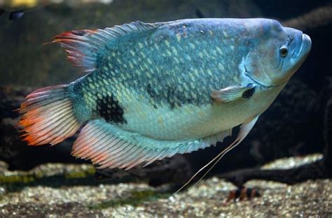 gourami | Types, Characteristics, & Facts | Britannica