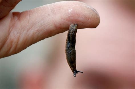 Slug slime inspires new kind of surgical glue | ABS-CBN News