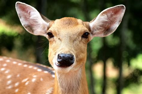 Deterring Deer - Texas Forest Country Living