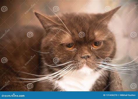 The Cat is Brown. Breed British. Sleeping in His House Stock Photo - Image of cozy, breed: 131436270