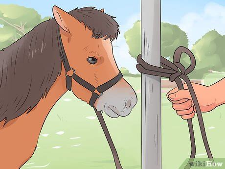 How to Care for a Miniature Horse (with Pictures) - wikiHow