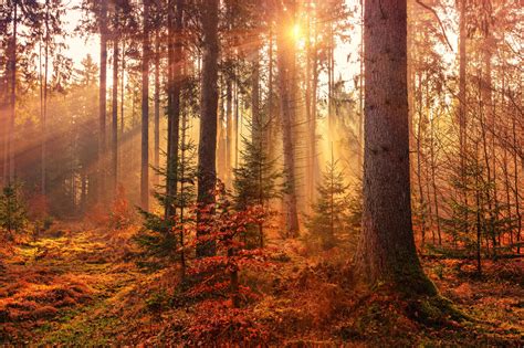 Wallpaper : trees, forest, nature, fall, sunrise 4368x2912 ...