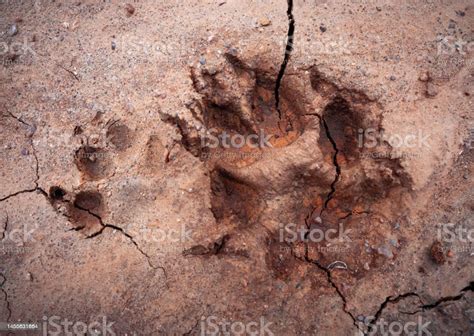 Paw Print In Cracked Dirt From Mother And Cub Bobcat Stock Photo - Download Image Now - iStock
