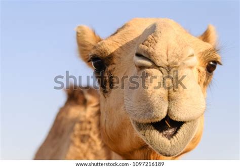 Closeup Camels Nose Mouth Nostrils Closed Stock Photo 1097216189 | Shutterstock