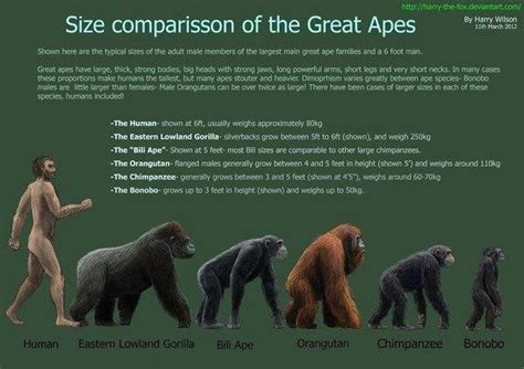 We have gathered complete information on How tall are gorillas which will give you a clear ...