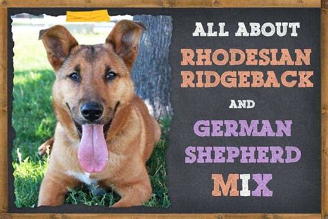 Rhodesian Ridgeback German Shepherd Mix (Everything You Need to Know ...