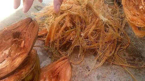 Health Benefits Of Coconut Husk coconut peel uses and benefits check here | Health Benefits Of ...