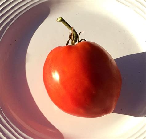 Giant Red Oxheart Organic Tomato Seeds -TomatoFest | Organic tomato seeds, Tomato seeds, Tomato