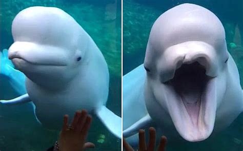 Video: Friendly beluga whale 'smiles' at visitors to Connecticut aquarium - Telegraph