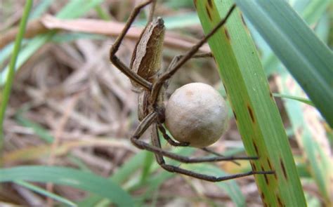 Spider Reproduction - The Herpetoculture Network