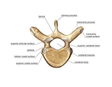 thoracic vertebra | Thoracic vertebrae, Anatomy bones, Human skeleton anatomy