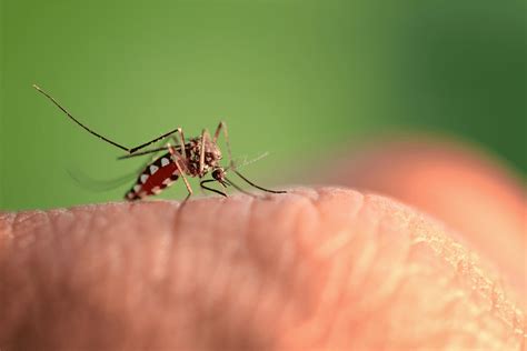 When Does Mosquito Season End in South Florida? | Pest Control