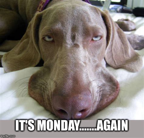 30 Memes For Dog Lovers Who Can't Stand Mondays - Animal Comedy ...